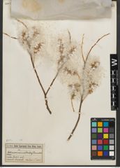 Foto von Salix serissima (L. H. Bailey) Fern.